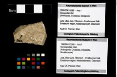 Foto (Objekt + Etikett) von Mundopsidae indet.  (NHMW-GEO-1990-0041-3286)